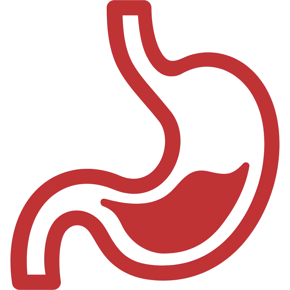 Stomach